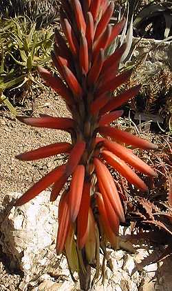(Aloe melanacantha var. melanacantha )