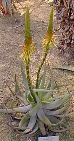 (Aloe microstigma)
