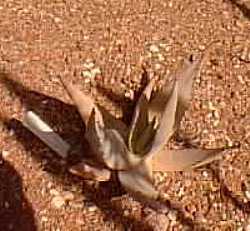 (Aloe namibensis)