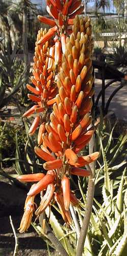 (Aloe nyeriensis)