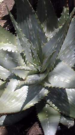 (Aloe pachygaster)
