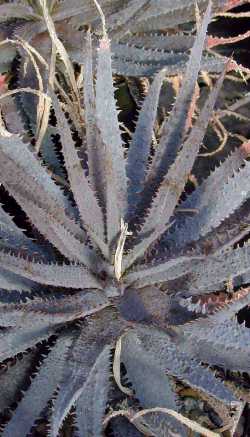 (Aloe parvula)