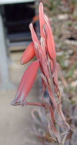 (Aloe parvula)