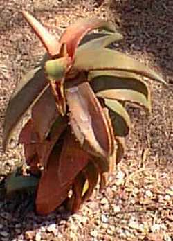 (Aloe pearsonii)