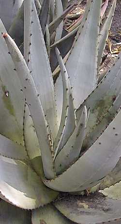 (Aloe petricola)