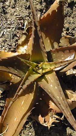 (Aloe petrophila)