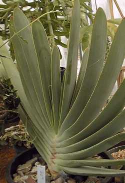 Fan Aloe(Aloe plicatilis)