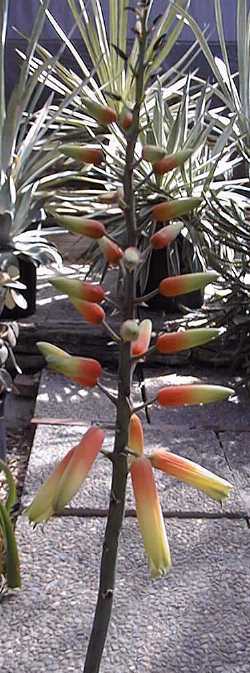 Fan Aloe(Aloe plicatilis)