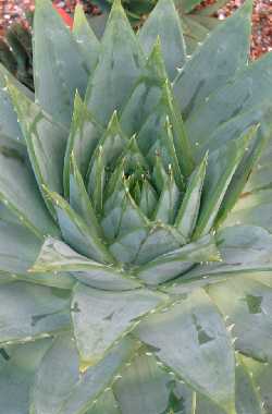 (Aloe polyphylla)