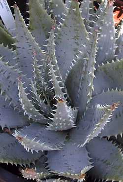 Rosette Aloe(Aloe pratensis)