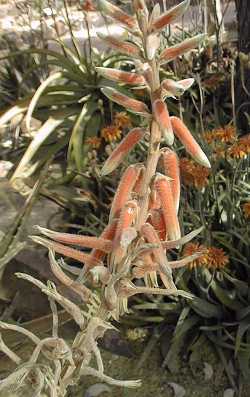 (Aloe pubescens)