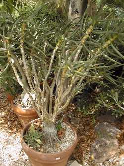 Maiden's Quiver Tree(Aloe ramosissima)