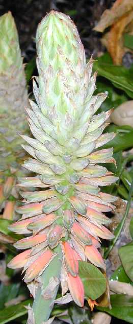 (Aloe rubroviolacea)