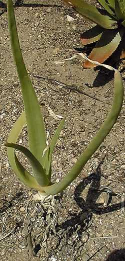 (Aloe sabaea)