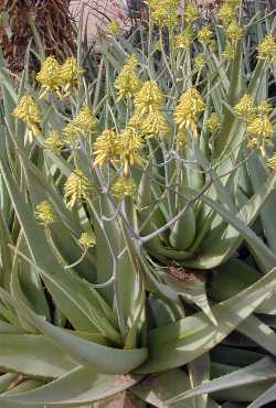 (Aloe scobinifolia)