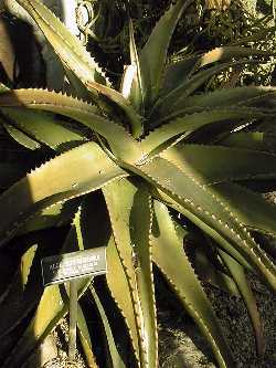 (Aloe secundiflora var. secundiflora )