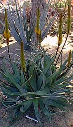 (Aloe sessiliflora x vryheidensis)