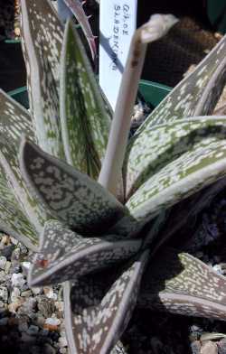 (Aloe sladeniana)