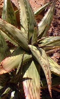 (Aloe somaliensis var. somaliensis )
