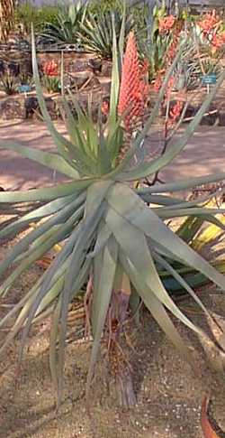 Tilt-Head Aloe(Aloe speciosa)