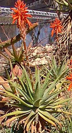 Gold Tooth Aloe(Aloe Χ spinosissima)