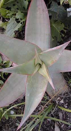 Coral Aloe, Blouaalwyn(Aloe striata ssp. striata )