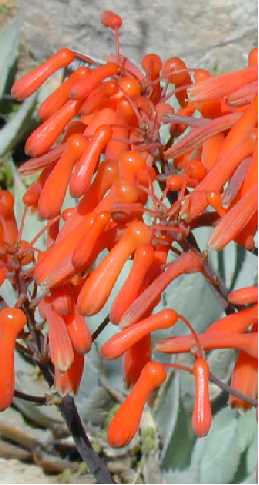 Coral Aloe, Blouaalwyn(Aloe striata ssp. striata )
