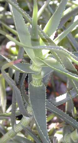 (Aloe striatula var. striatula )