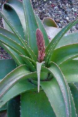 (Aloe suarezensis)