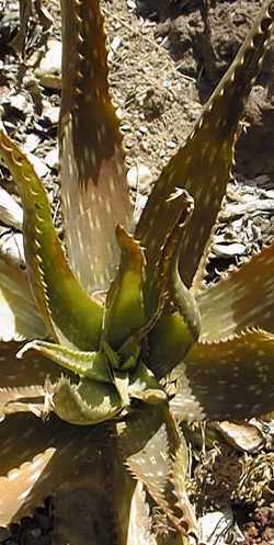 (Aloe swynnertonii)