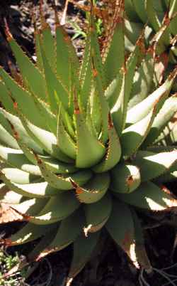 (Aloe broomii var. tarkaensis )