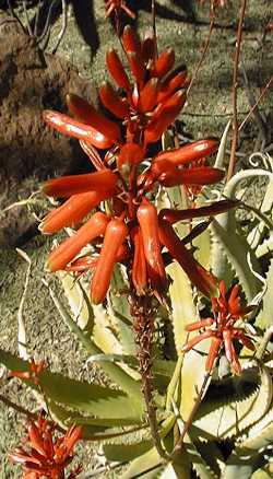 (Aloe tororoana)