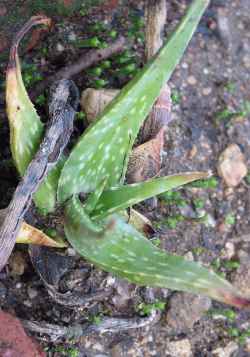 (Aloe turkanensis)