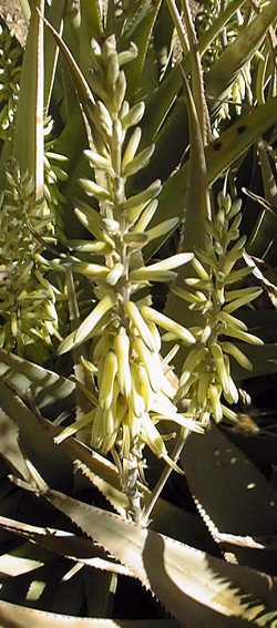 (Aloe vacillans)
