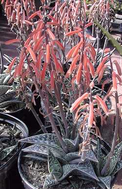 Partridge Breast Aloe, Tiger Aloe(Aloe variegata)