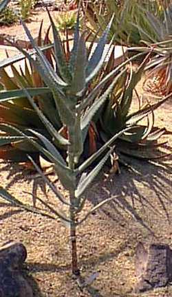 (Aloe volkensii ssp. volkensii )