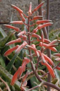 (Aloe zebrina)