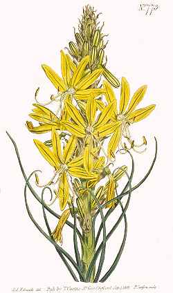 King's Spear, Yellow Asphodel(Asphodeline lutea)