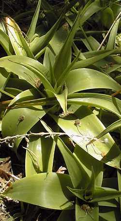 rooiwortel(Bulbine latifolia)