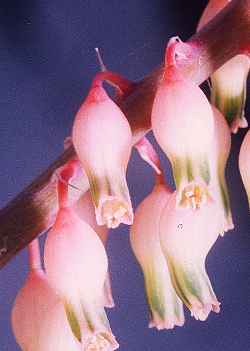 (Gasteria brachyphylla var. brachyphylla )