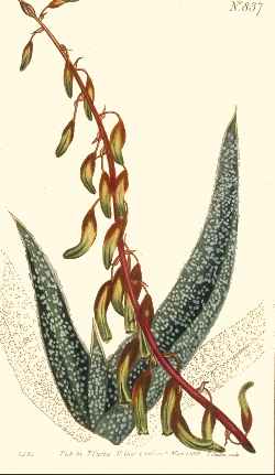 (Gasteria carinata var. verrucosa )