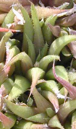 (Haworthia angustifolia var. angustifolia )