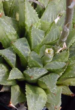 (Haworthia emelyae var. multifolia )