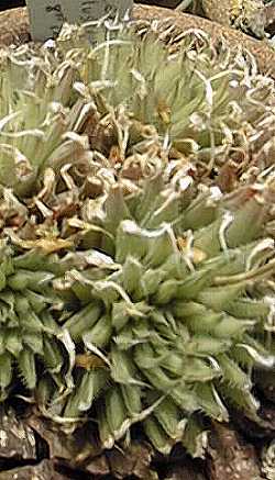 (Haworthia gracilis var. tenera )