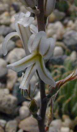 (Haworthia gracilis var. tenera )