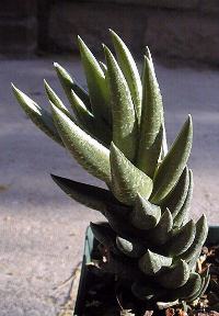 (Haworthia coarctata var. coarctata fa. greenii )
