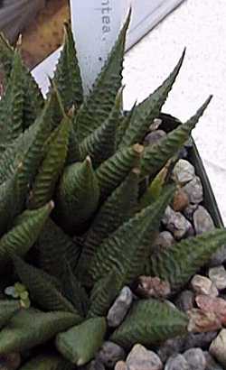 (Haworthia limifolia var. limifolia )