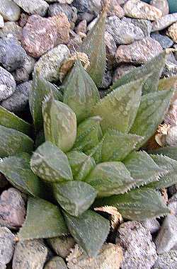 (Haworthia maculata)