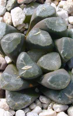 (Haworthia truncata var. maughanii )