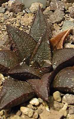 (Haworthia koelmaniorum var. mcmurtryi )